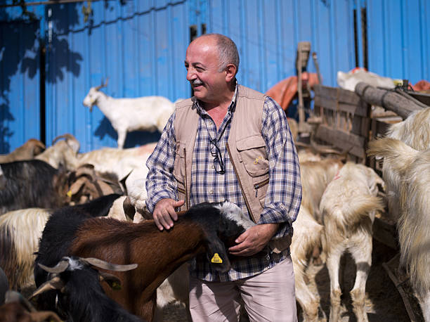 hombre musulmana smiles.goat en animales mercado en estambul. - editorial sacrifice animal cow fotografías e imágenes de stock