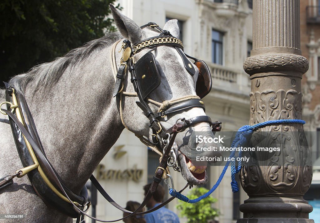 Seville in Andalucia, Spain "Seville, Spain - September 10, 2012: A grey horse used for pulling carriages around Sevilla for tourists is tethered to a lamp post. The blinkers it's wearing prevent it from becoming distracted. In the background, pedestrians are walking past." Andalusia Stock Photo