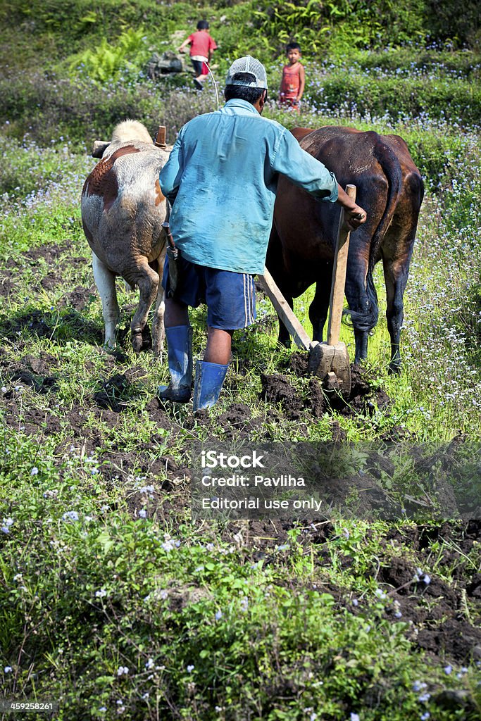 Farmer Ploughing en Sikkim arroz terraza campos de la India - Foto de stock de Adulto libre de derechos