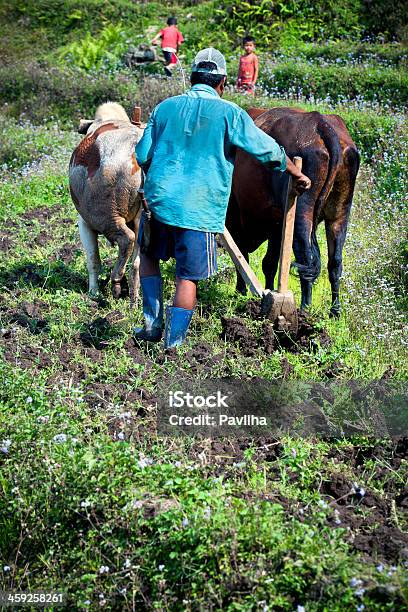 Farmer Ploughing En Sikkim Arroz Terraza Campos De La India Foto de stock y más banco de imágenes de Adulto