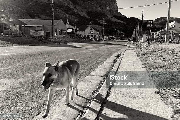 Pies W El Chalten - zdjęcia stockowe i więcej obrazów Argentyna - Argentyna, Bez ludzi, Czarno biały