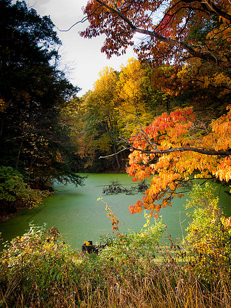 Autumn Pond stock photo