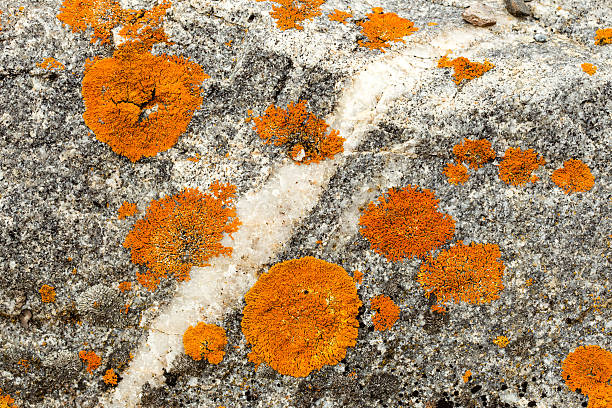 rock detail with lichen