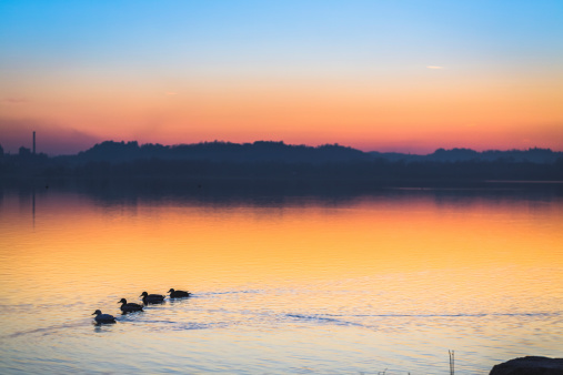 Colorurful Winter Morning Wildlife Sunrise on Delat of River Soca - Isonzo in Italy