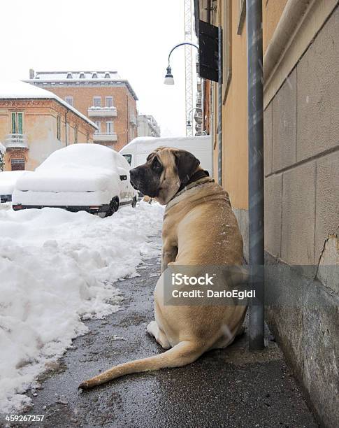 Grande Cane In Attesa Nella Neve - Fotografie stock e altre immagini di Ambientazione esterna - Ambientazione esterna, Aspettare, Cane