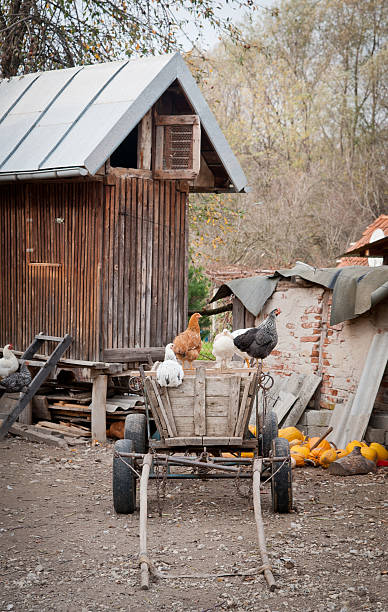 istock Chickens Roosting in the Yard 459268667