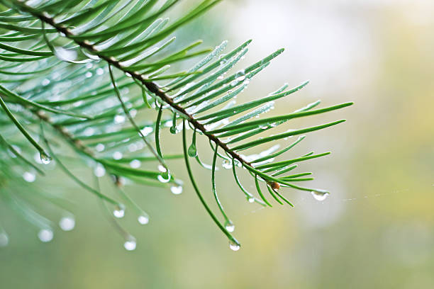 Green pine branches stock photo