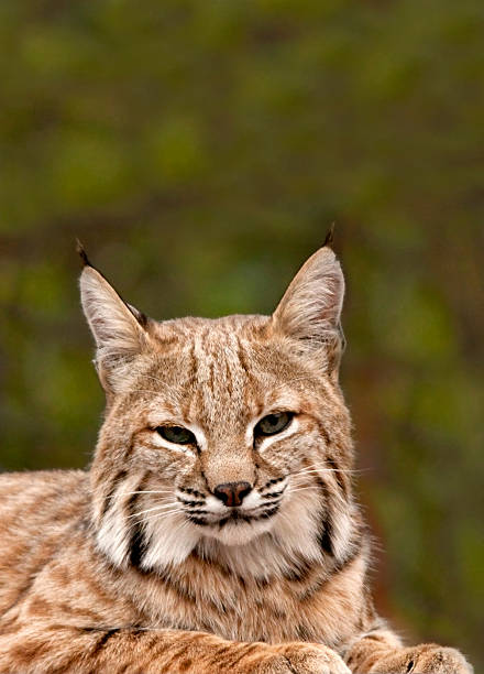 istock Wild bobcat Sedalia Colorado copy space 459270163