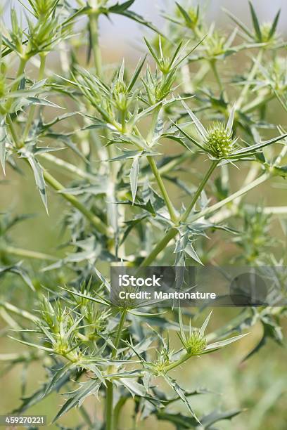 Field Erynge Stock Photo - Download Image Now - Agricultural Field, Beauty In Nature, Close-up