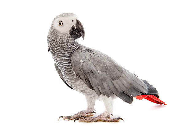 papagaio-do-congo - african grey parrot - fotografias e filmes do acervo