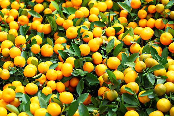 istock Mandarin for Chinese New Year 459272245