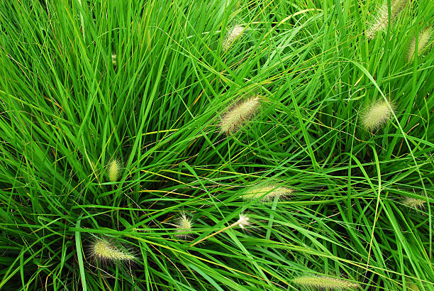 Cтоковое фото Высокая трава