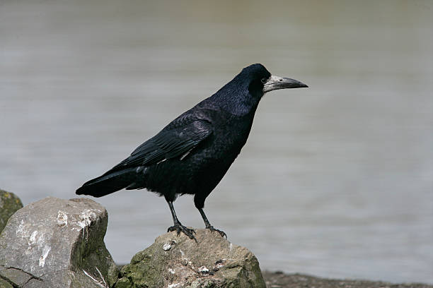 istock Rook, Corvus frugilegus, 459273069