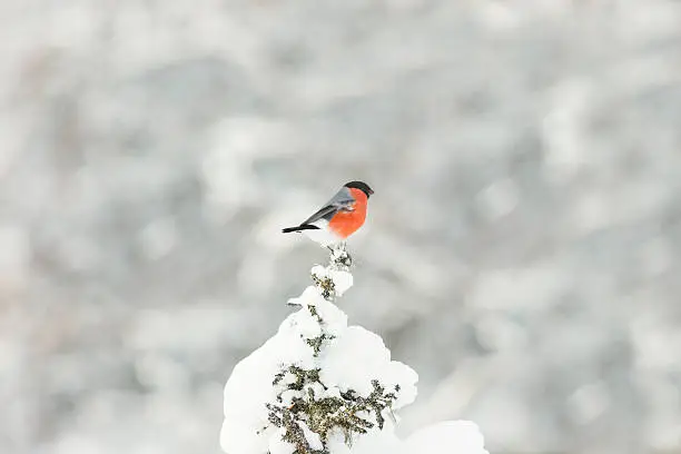 Eurasian Bullfinch sitting in top of a snowy pine tree in gällivare, Swedish lapland, Scandinavia