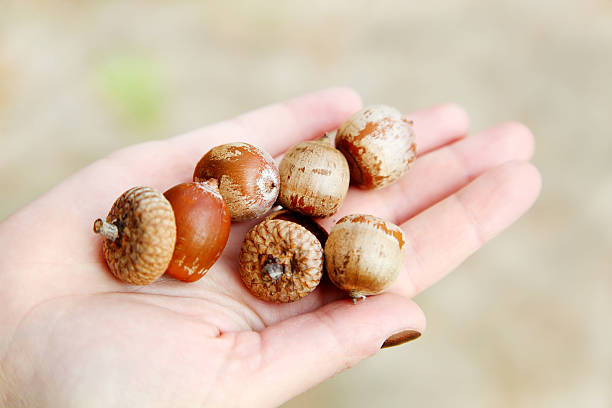 istock held in the palm bunch of acorns 459274369