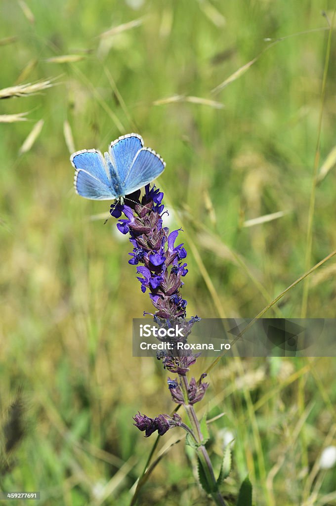 Blue butterfly on flower Blue butterfly sitting on meadow violet  flower, retro vintage hipster image Agricultural Field Stock Photo