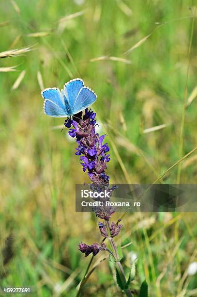 Blue Butterfly On Flower Stock Photo - Download Image Now - Agricultural Field, Animal, Animal Wildlife