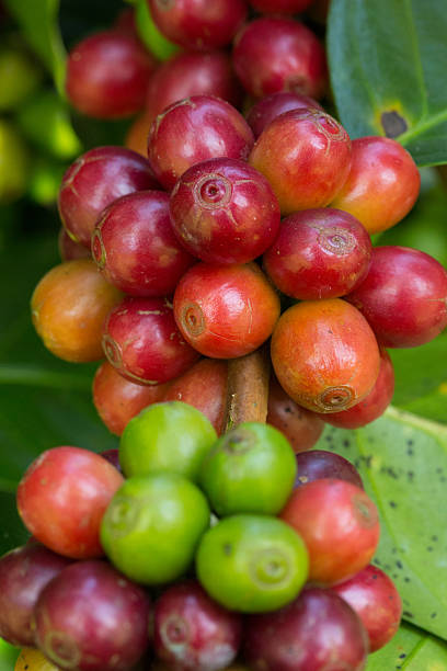 istock Coffee beans ripening on tree in North of thailand 459278439