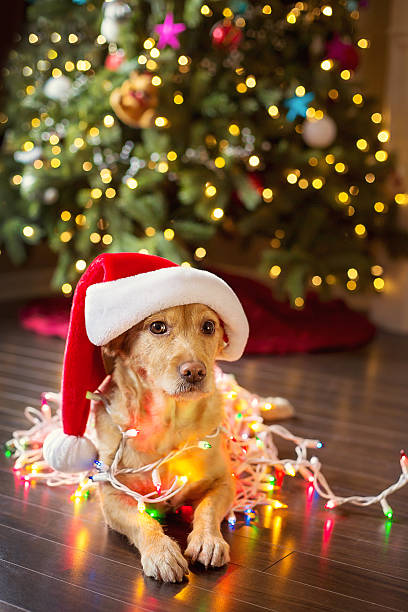 istock Dog wearing a Santa hat tangled in Christmas lights 459278817