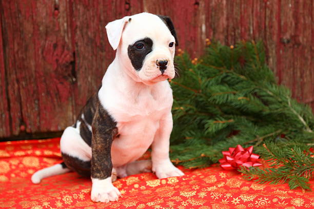 American Bulldog Puppy Old Red Barn Boards A beautiful American Bulldog puppy sits in front of an old red barn. The red and gold snowflake printed blanket and fresh cut evergreens give this image a Christmas vibe. american bulldog stock pictures, royalty-free photos & images