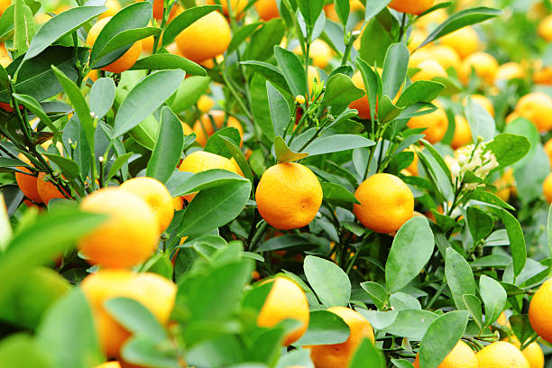 istock kumquat for chinese new year 459279981