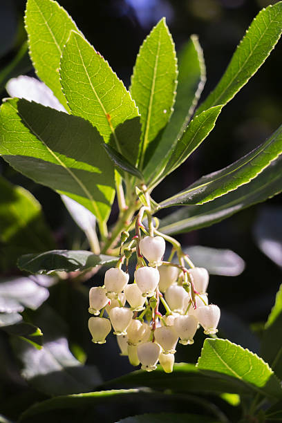 madrone 꽃 - madrona tree 뉴스 사진 이미지