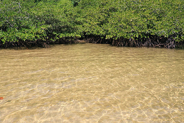 istock Mangrove forest in the tropical place 459286239