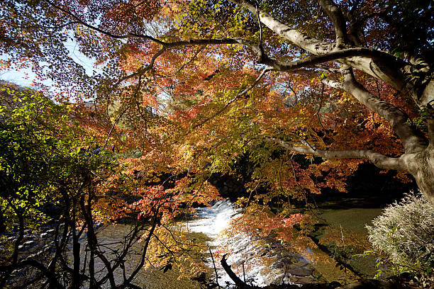 istock Autumn Japanese garden with maple 459288333