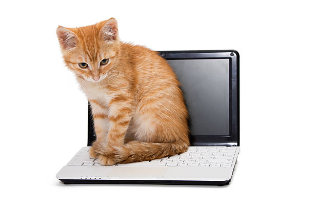 istock An orange striped kitten sitting on an open laptop keyboard 459289359