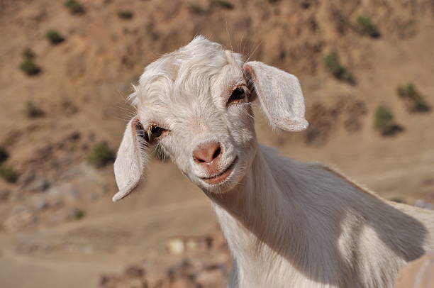 istock Young white goat looking in to the camera 459290365