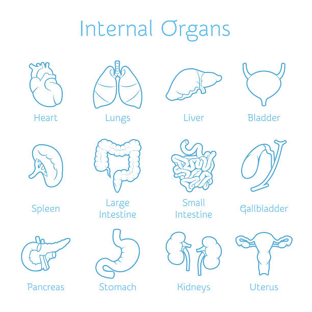 reihe von contour icons mit menschlichen orangs - inneres organ eines menschen stock-grafiken, -clipart, -cartoons und -symbole
