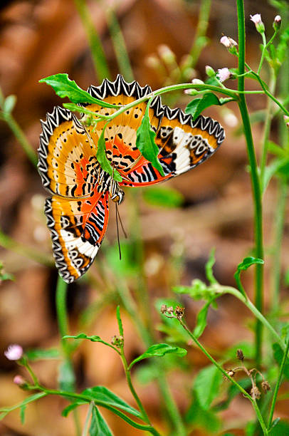 istock Butterfly hang down at green leaf,Thailand 459291903