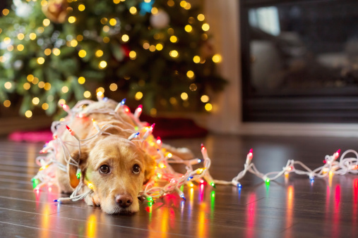 Labrador puppy looking up tangled up in Chirstmas lights.