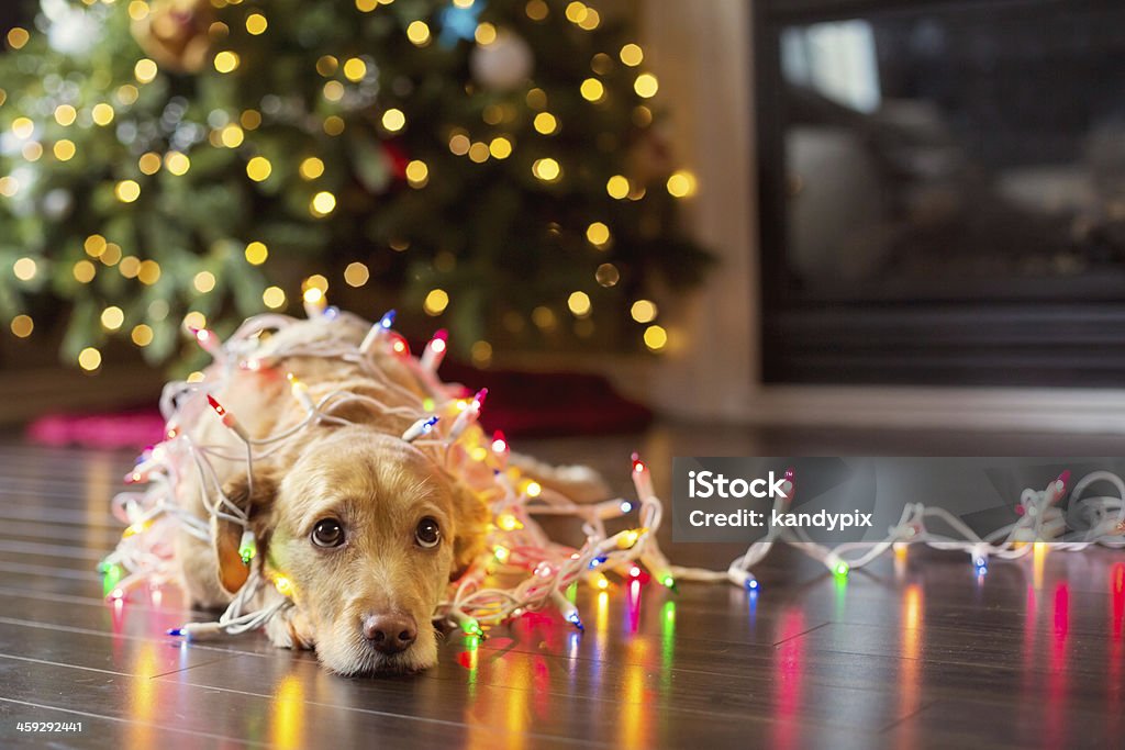 Puppy wrapped up in Christmas lights Labrador puppy looking up tangled up in Chirstmas lights. Christmas Stock Photo