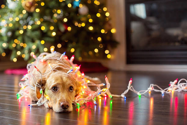 Puppy wrapped up in Christmas lights Labrador puppy looking up tangled up in Chirstmas lights. labrador retriever photos stock pictures, royalty-free photos & images