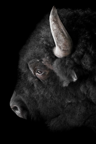 Buffalo on black background