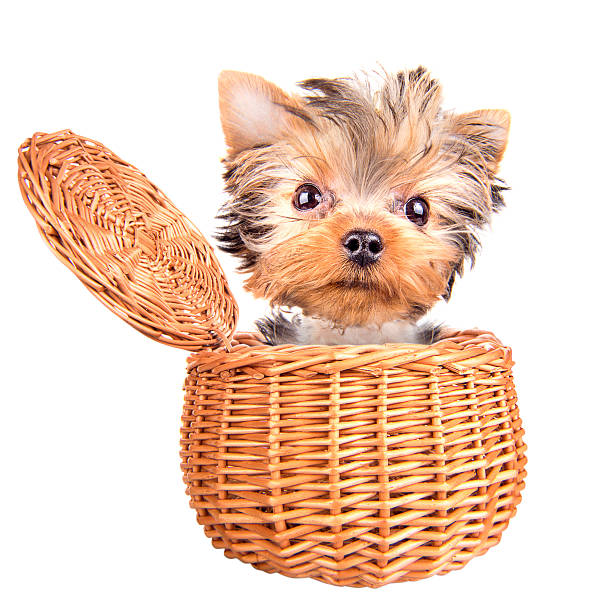 istock happy yorkie toy standing in a basket 459294003