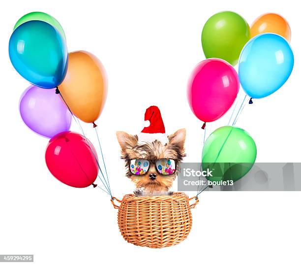Christmas Dog As Santa With Balloons Stock Photo - Download Image Now - Animal, Balloon, Basket