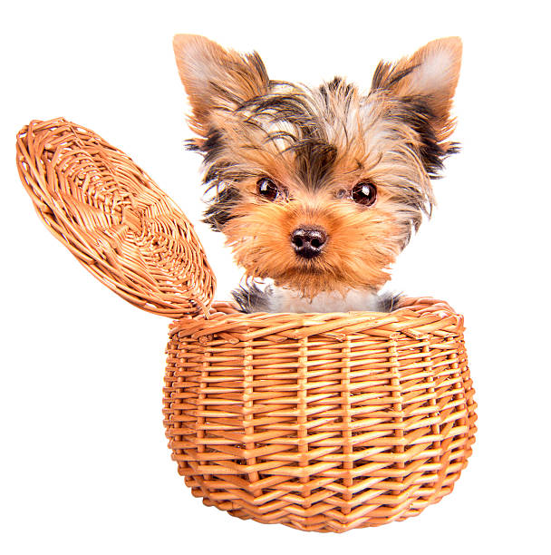 istock happy yorkie toy standing in a basket 459295131