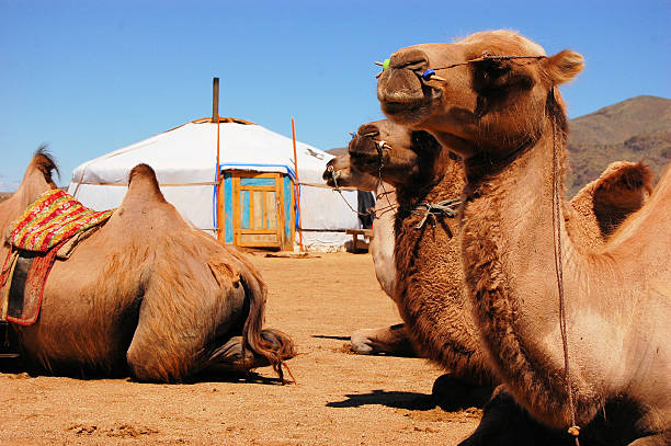 camelo bactriano em yurt, deserto de gobi, a mongólia - cor camel imagens e fotografias de stock