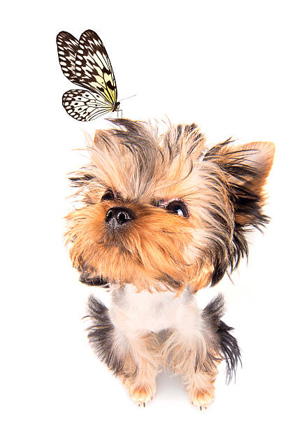 istock charming Puppy with butterfly 459298915