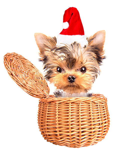 christmas dog as santa in a basket christmas dog as santa in a basket on a white background lieke klaus stock pictures, royalty-free photos & images