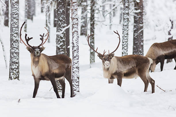 Reindeer Reindeers in forest with snow on the trees and winter landscape, reindeers looking into the  camera norrbotten province stock pictures, royalty-free photos & images