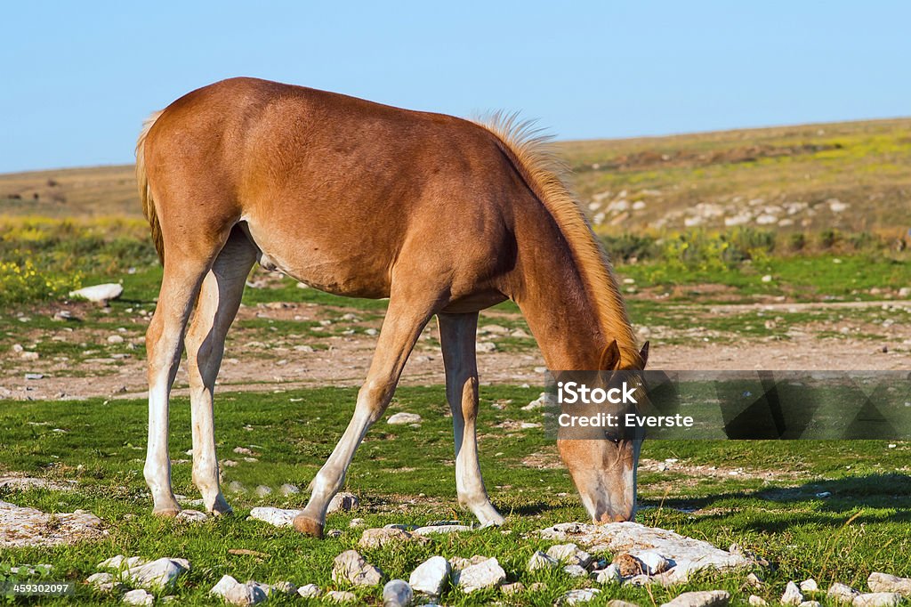 Giovane cavallo fattoria animali pastured sul Green Valley - Foto stock royalty-free di Agricoltura