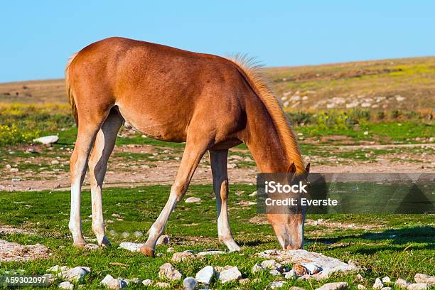 Giovane Cavallo Fattoria Animali Pastured Sul Green Valley - Fotografie stock e altre immagini di Agricoltura