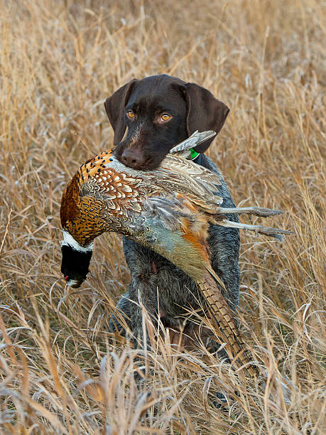 cão de caça - pheasant hunting dog retriever - fotografias e filmes do acervo