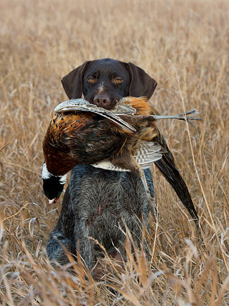 chien de chasse - pheasant hunting dog retriever photos et images de collection