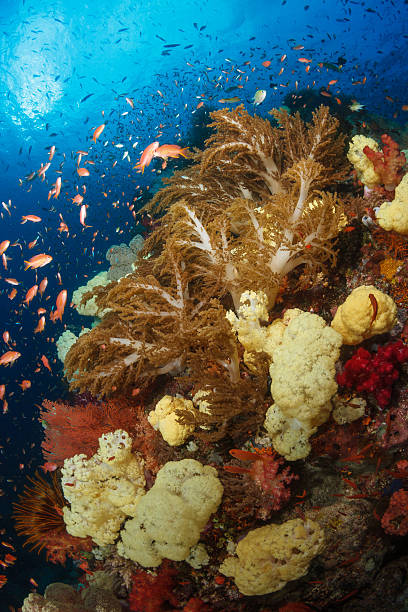 istock Colorful reef,Raja ampat,Indonesia 459303907