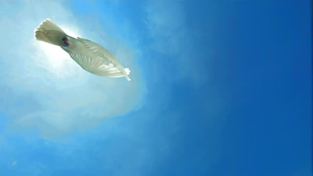 Dove Of Peace Flying Over Sky (Super Slow Motion)