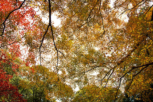 the fall season of Japan in Kyoto,Japan